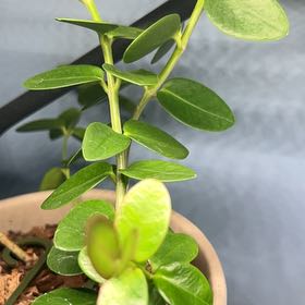 Photo of the plant species Bush Hoya by @AceBogbean2 named Messi on Greg, the plant care app