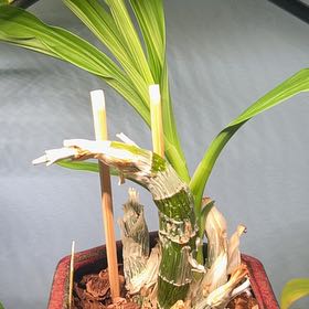 Photo of the plant species witchcraft by @AceBogbean2 named Robert Plant on Greg, the plant care app