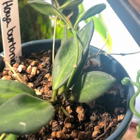 Photo of the plant species Hoya 'Burtoniae' by @AceBogbean2 named Kobe on Greg, the plant care app