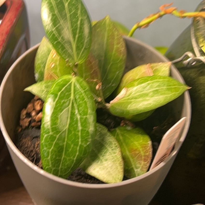 Photo of the plant species Hoya fitchii by @AceBogbean2 named Aristotle on Greg, the plant care app