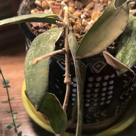 Photo of the plant species hoya sigillatis by @AceBogbean2 named Luna on Greg, the plant care app