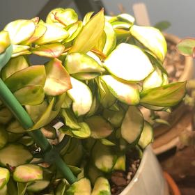 Photo of the plant species Hoya heuschkeliana variegata by @AceBogbean2 named Achilles on Greg, the plant care app