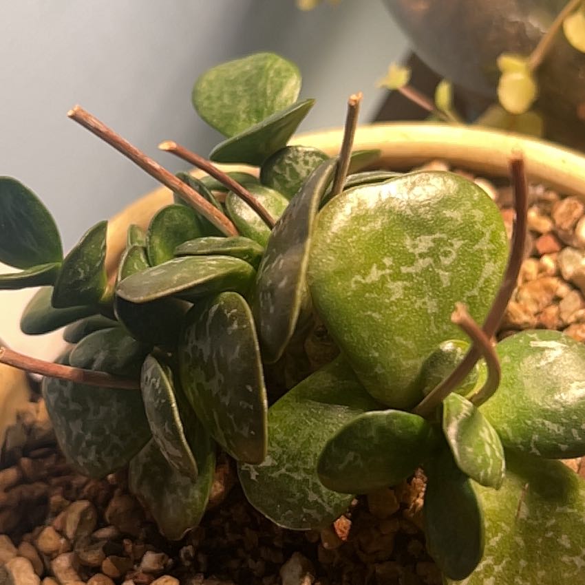 Photo of the plant species Calico Hearts by @AceBogbean2 named Zeus on Greg, the plant care app
