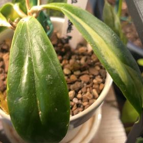 Photo of the plant species Hoya Eclipse by @AceBogbean2 named Harper on Greg, the plant care app