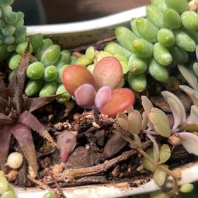 Photo of the plant species Graptopetalum Amethystinum by @AceBogbean2 named Shakira on Greg, the plant care app