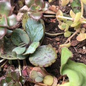 Photo of the plant species Brandberg Adromischus by @AceBogbean2 named Elle on Greg, the plant care app