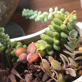 Photo of the plant species Lady Fingers by @AceBogbean2 named Miley on Greg, the plant care app