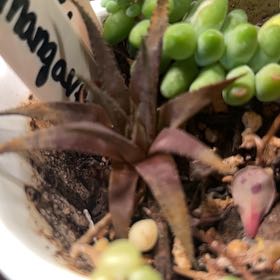 Photo of the plant species Mangave 'Bella' by @AceBogbean2 named Rosa on Greg, the plant care app