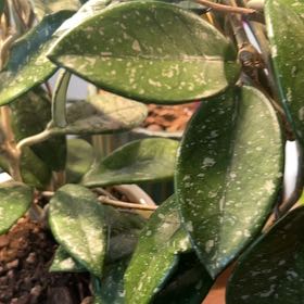 Photo of the plant species Hoya Carnosa 'Wilbur Graves' by @AceBogbean2 named Aria on Greg, the plant care app