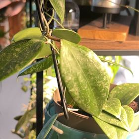 Photo of the plant species Hoya verticillata by @AceBogbean2 named Elina on Greg, the plant care app