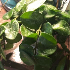 Photo of the plant species Hoya 'Mathilde Splash' by @AceBogbean2 named Coco on Greg, the plant care app