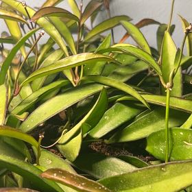 Photo of the plant species Wayetii by @AceBogbean2 named Duke on Greg, the plant care app