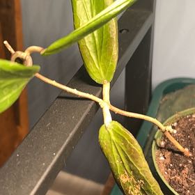 Photo of the plant species Hoya bordenii by @AceBogbean2 named Osmo on Greg, the plant care app