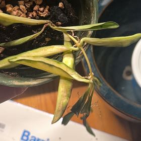 Photo of the plant species Variegated Hoya kentiana by @AceBogbean2 named Tolkien on Greg, the plant care app