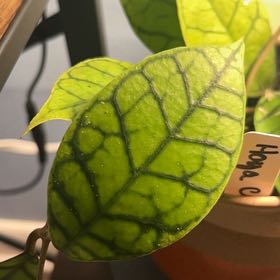 Photo of the plant species Stiff Leafed Hoya by @AceBogbean2 named Orlando Bloom on Greg, the plant care app