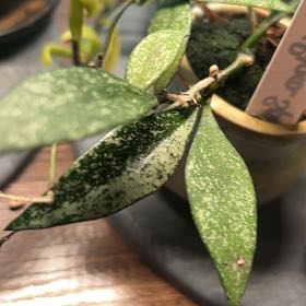 Photo of the plant species Hoya parviflora by @AceBogbean2 named Sherlock on Greg, the plant care app