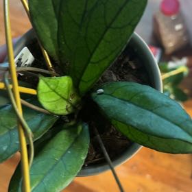 Photo of the plant species Hoya crassipetiolata by @AceBogbean2 named Bruce Lee on Greg, the plant care app