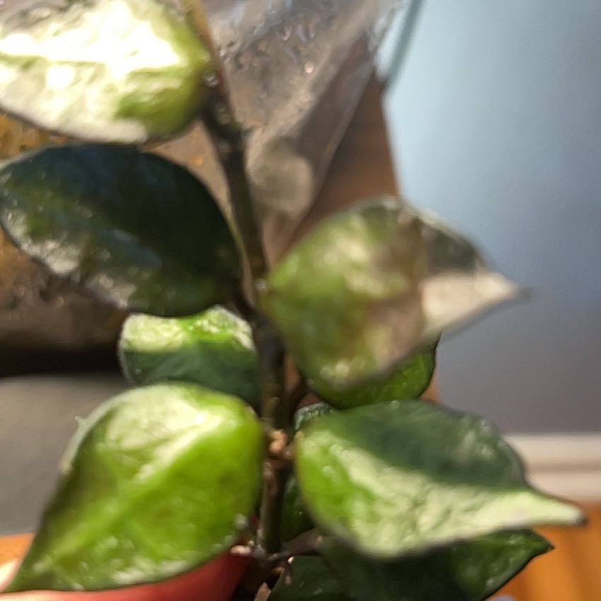 Photo of the plant species Hoya krohniana black by @AceBogbean2 named Leonardo on Greg, the plant care app