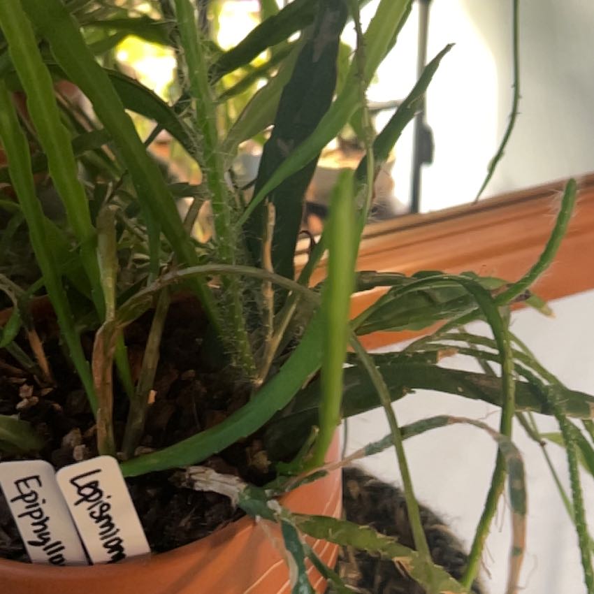 Photo of the plant species Lepismium cruciforme by @AceBogbean2 named Gates on Greg, the plant care app