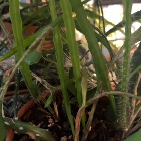 Photo of the plant species Orchid Cactus by @AceBogbean2 named Madonna on Greg, the plant care app