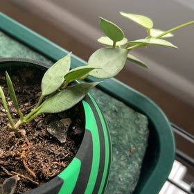 Photo of the plant species Hoya lacunosa Silver 'Long Leaf' by @AceBogbean2 named Curie on Greg, the plant care app