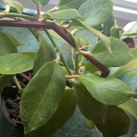 Photo of the plant species Hoya 'Sunrise' by @AceBogbean2 named Sigmund on Greg, the plant care app