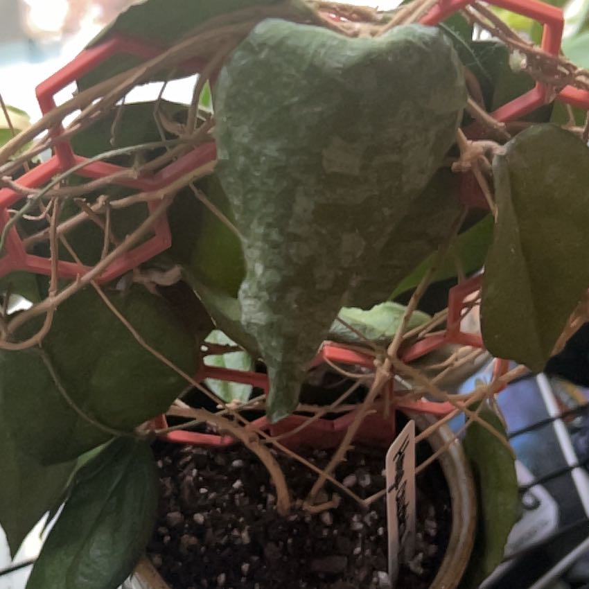 Photo of the plant species Hoya caudata Sumatra by @AceBogbean2 named Khaleesi on Greg, the plant care app