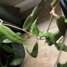 Photo of the plant species Hoya bordenii by @AceBogbean2 named Muhammad Ali on Greg, the plant care app