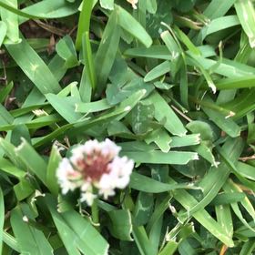 Photo of the plant species Ornamental Clover by @HotSedum63 named Navajo on Greg, the plant care app