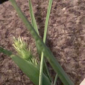 Photo of the plant species Earth Almond by @HotSedum63 named Sigmund on Greg, the plant care app