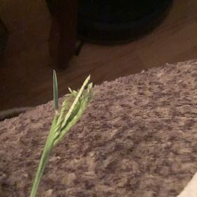 Photo of the plant species Poa Annua by @HotSedum63 named Daphne on Greg, the plant care app