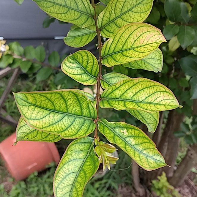 Photo of the plant species Lagerstroemia Indica by @ShinyAgboy74 named Kylie on Greg, the plant care app