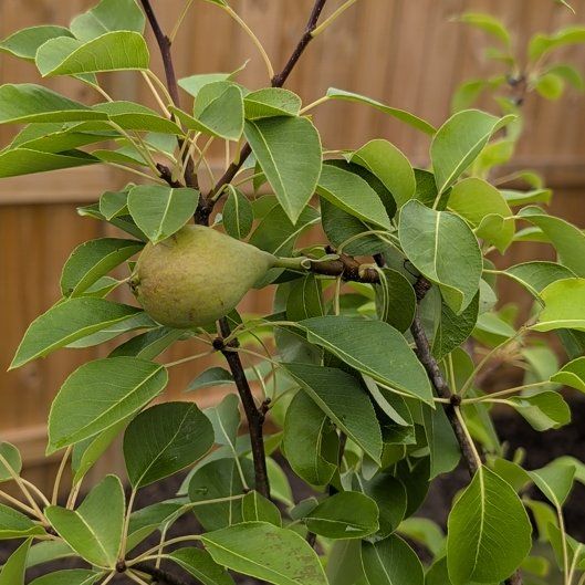 Photo of the plant species Common Pear by @FabEggplant84 named Rihanna on Greg, the plant care app