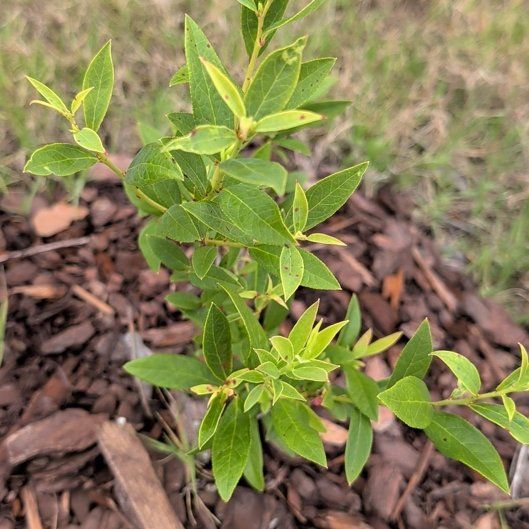 Photo of the plant species Blueberry by @FabEggplant84 named Mando on Greg, the plant care app