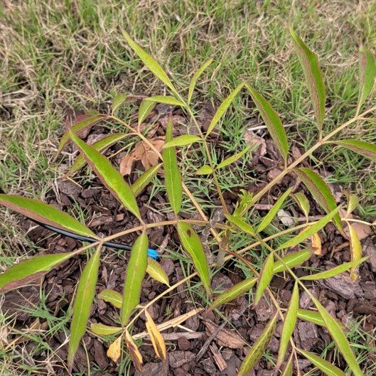 Photo of the plant species American Black Elderberry by @FabEggplant84 named James Dean on Greg, the plant care app