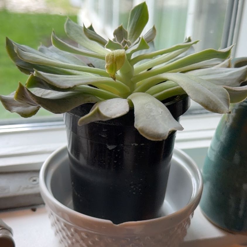 Photo of the plant species Succlent by @SuaveTomato58 named Marley on Greg, the plant care app