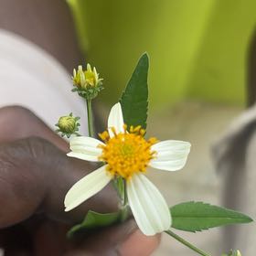 Photo of the plant species Hairy Beggarticks by @SirTeatree27 named Morgan Treeman on Greg, the plant care app
