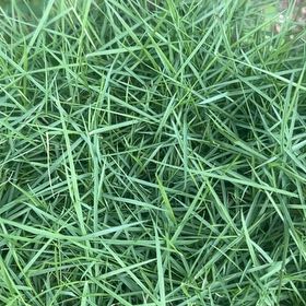 Photo of the plant species Wiregrass by @SirTeatree27 named James Dean on Greg, the plant care app