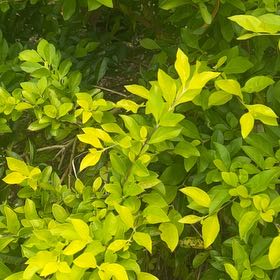 Photo of the plant species Duranta Erecta by @SirTeatree27 named Clooney on Greg, the plant care app