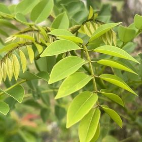 Photo of the plant species Quickstick by @SirTeatree27 named Sonora on Greg, the plant care app