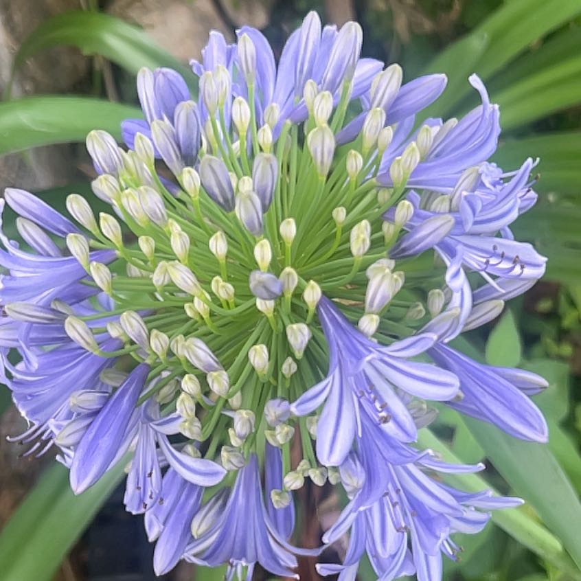 Photo of the plant species Blue Lily by @SirTeatree27 named Dolores on Greg, the plant care app