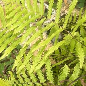 Photo of the plant species Thelypteris Kunthii by @SirTeatree27 named Kendall on Greg, the plant care app