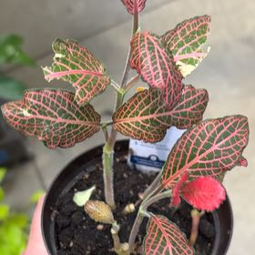 Photo of the plant species Red Anne Nerve Plant by @YardFern72 named Annie on Greg, the plant care app