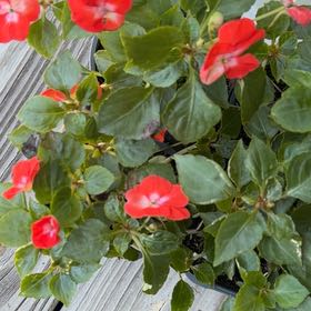 Photo of the plant species Impatiens Wallriana by @YardFern72 named Busy Lizzie on Greg, the plant care app