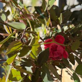 Photo of the plant species Pink Double Knock Out Rose by @YardFern72 named Rosita on Greg, the plant care app