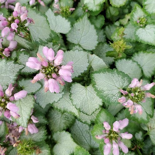 Photo of the plant species Purple Dragon by @TopEspicia5 named Plato on Greg, the plant care app