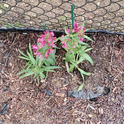 Photo of the plant species Valeriana rubra by @TopEspicia5 named Muhammad Ali on Greg, the plant care app