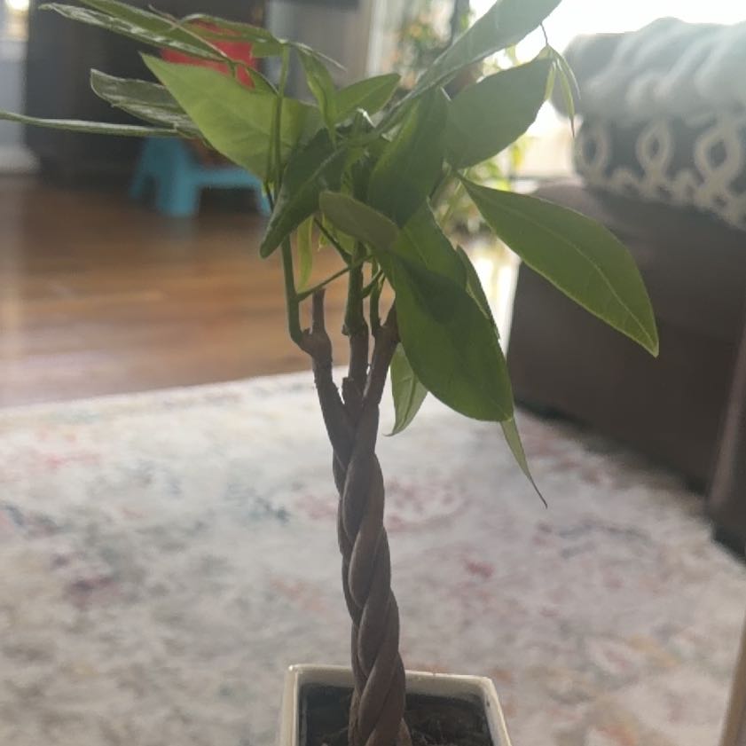 Photo of the plant species Pachira by @NaturalSuncup19 named Eva on Greg, the plant care app