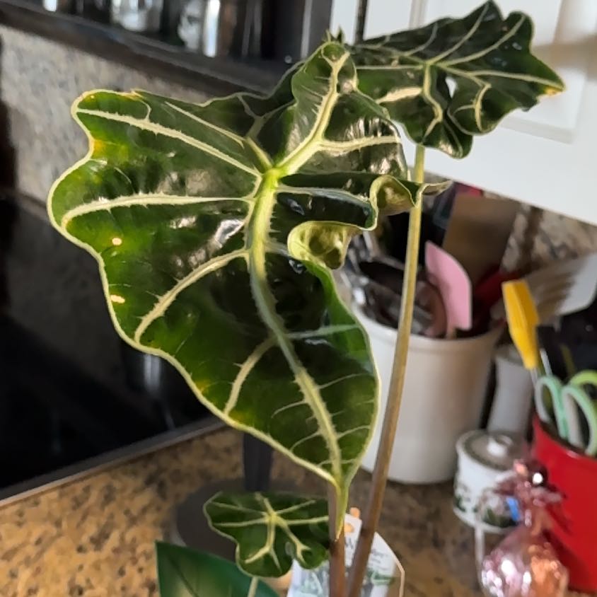 Photo of the plant species Alocasoia Amazonica 'Polly' by @MeekLuckyred24 named Polly on Greg, the plant care app