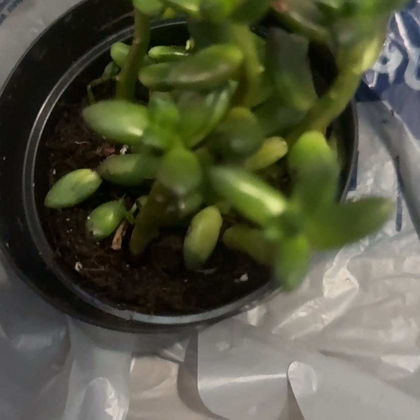 Photo of the plant species Sedeveria 'Jet Beads' by @GivingOregonash named Remington on Greg, the plant care app